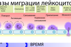 Фазы миграции лейкоцитов