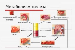 Метаболизм железа Метаболизм железа