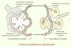 Схема газообмена в организме
