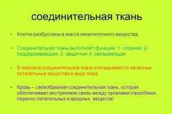 Кровь как вид соединительной ткани