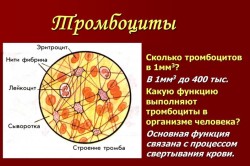 Тромбоциты