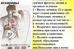 Цикл развития аскариды