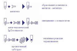 Иммуноферментный анализ