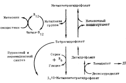 Взаимосвязь фолиевой кислоты и витамина B12 при мегалобластной анемии
