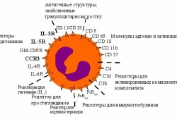 Характеристика базофилов