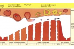 Зависимость прогестерона от менструального цикла