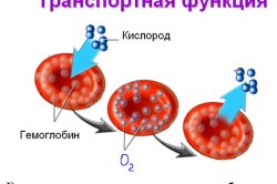 Функции гемоглобина