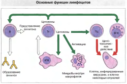 Функции лимфоцитов
