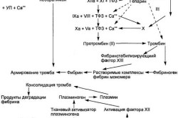 Противосвертывающая система крови