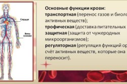 Основные функции крови Основные функции крови