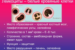 Лейкоциты – белые кровяные клетки