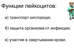 Функции лейкоцитов в организме