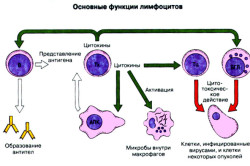 Основные функции лимфоцитов