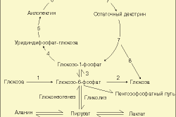 Схема метаболического процесса