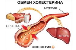 Обмен холестерина