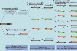 Циклы реакции ПЦР-амплификации ДНК