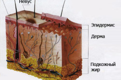 Схема родинки Схема родинки