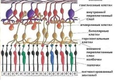 Строение сетчатки глаз
