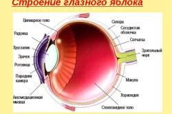 Строение глазного яблока