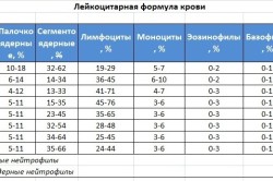 Лейкоцитарная формула в крови