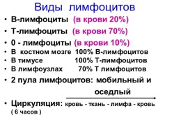 Виды лимфоцитов