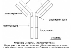 Строение молекулы иммуноглобулина