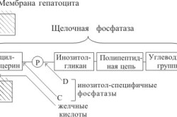 Фиксация молекулы щелочной фосфатазы к мембране клетки