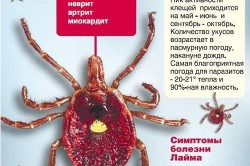 Заболевание лайма