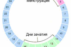 Менструальный цикл