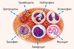 Структура клетки крови Структура клетки крови