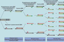 Три цикла реакции ПЦР