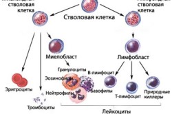 Схема гемопоэза 