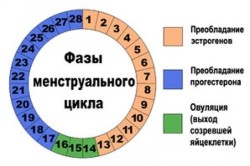 Фазы менструального цикла
