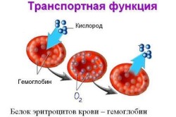 Транспортная функция гемоглобина