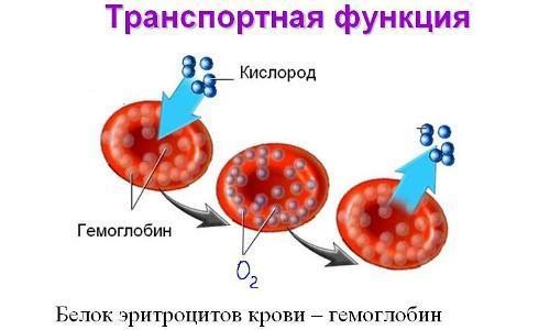 Транспортная функция гемоглобина