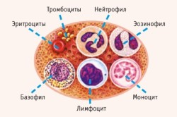 Строение клетки крови