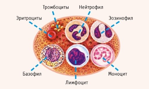 Клетки крови фото и описание