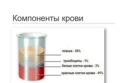 Схема компонентов крови